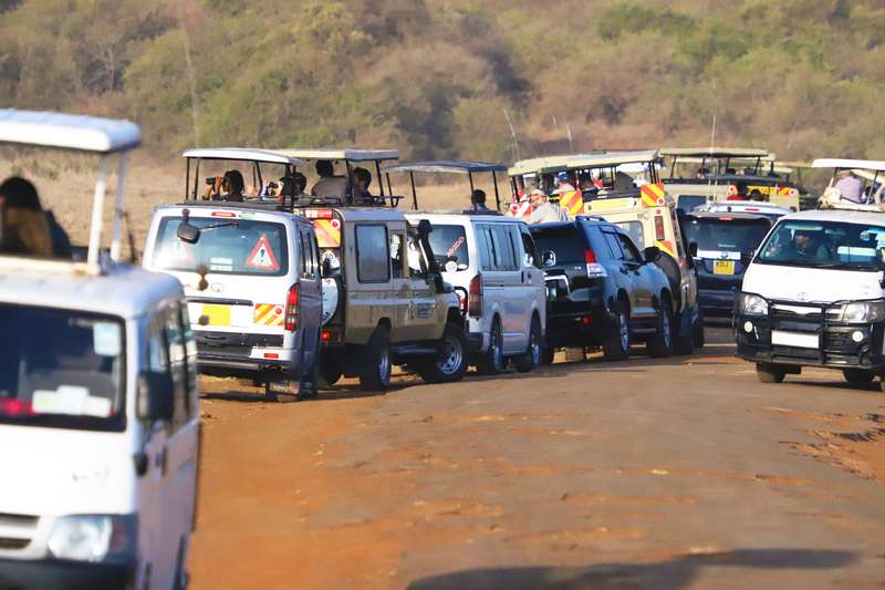 Cars crowd around lion