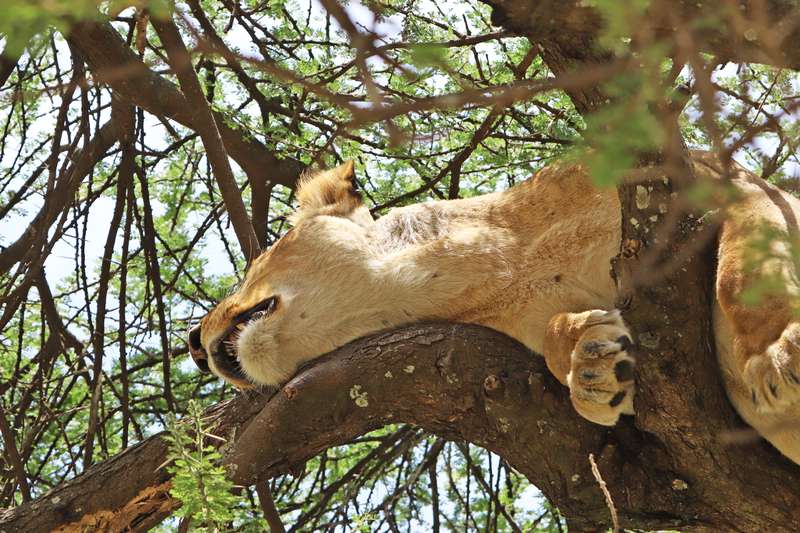 Löwin schläft auf einem Baum in der Serengeti