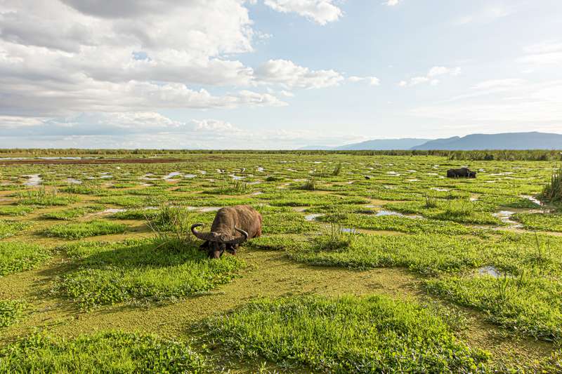 safari tanzanie 2023