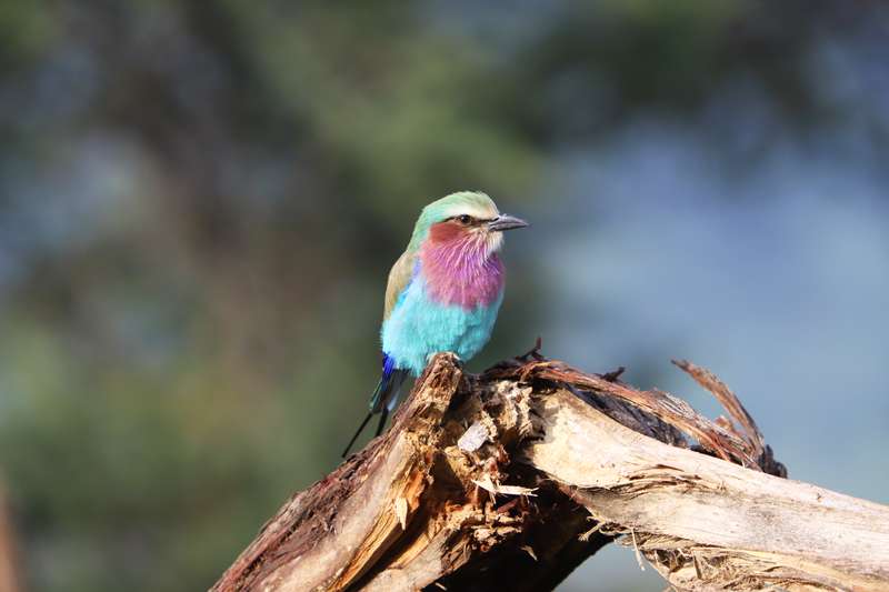 Lilac-breasted Roller - colorful bird of the Serengeti