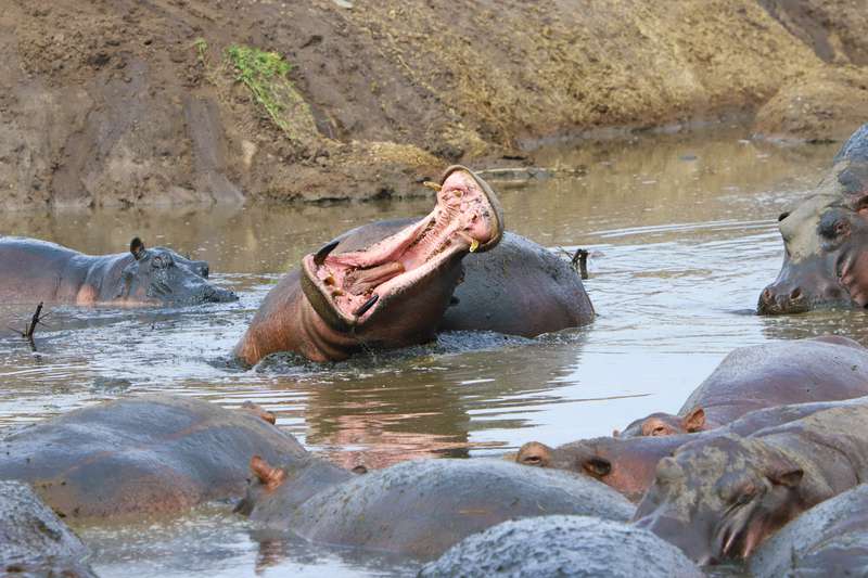 Hippo am gähnen