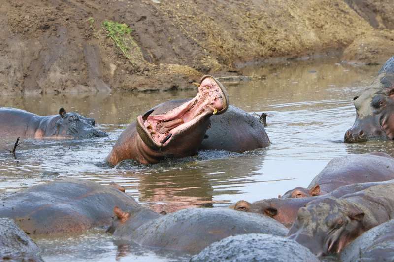 Hippo yawning