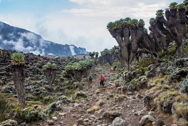 Kilimanjaro Nationalpark in Tansania