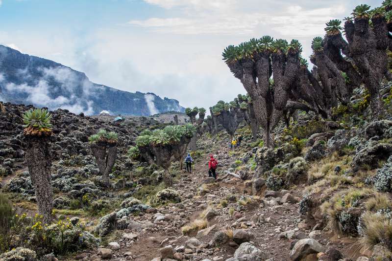 Kilimanjaro Nationalpark in Tanzania