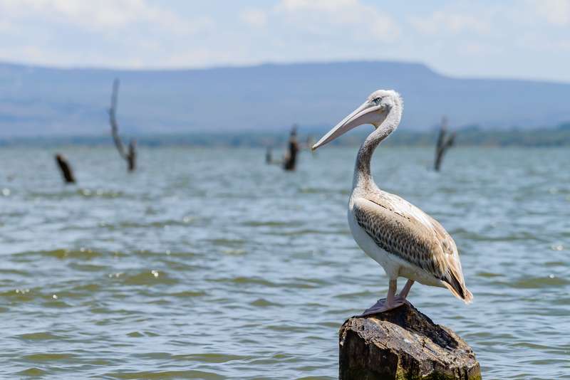 Lake Naivasha in Kenia