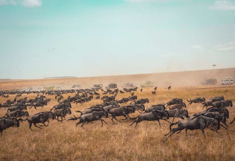 Maasai Mara in Kenia