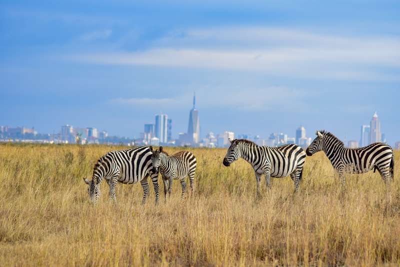 Nairobi Nationalpark in Kenia