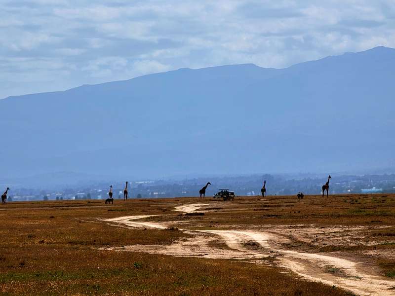 Ol Pejeta in Kenia