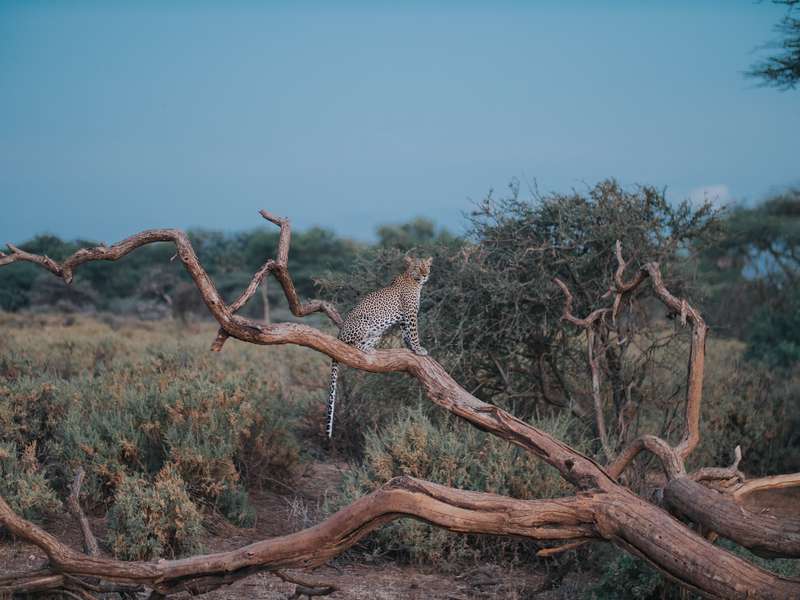 Samburu in Kenia