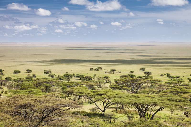 Serengeti national park in Tanzania